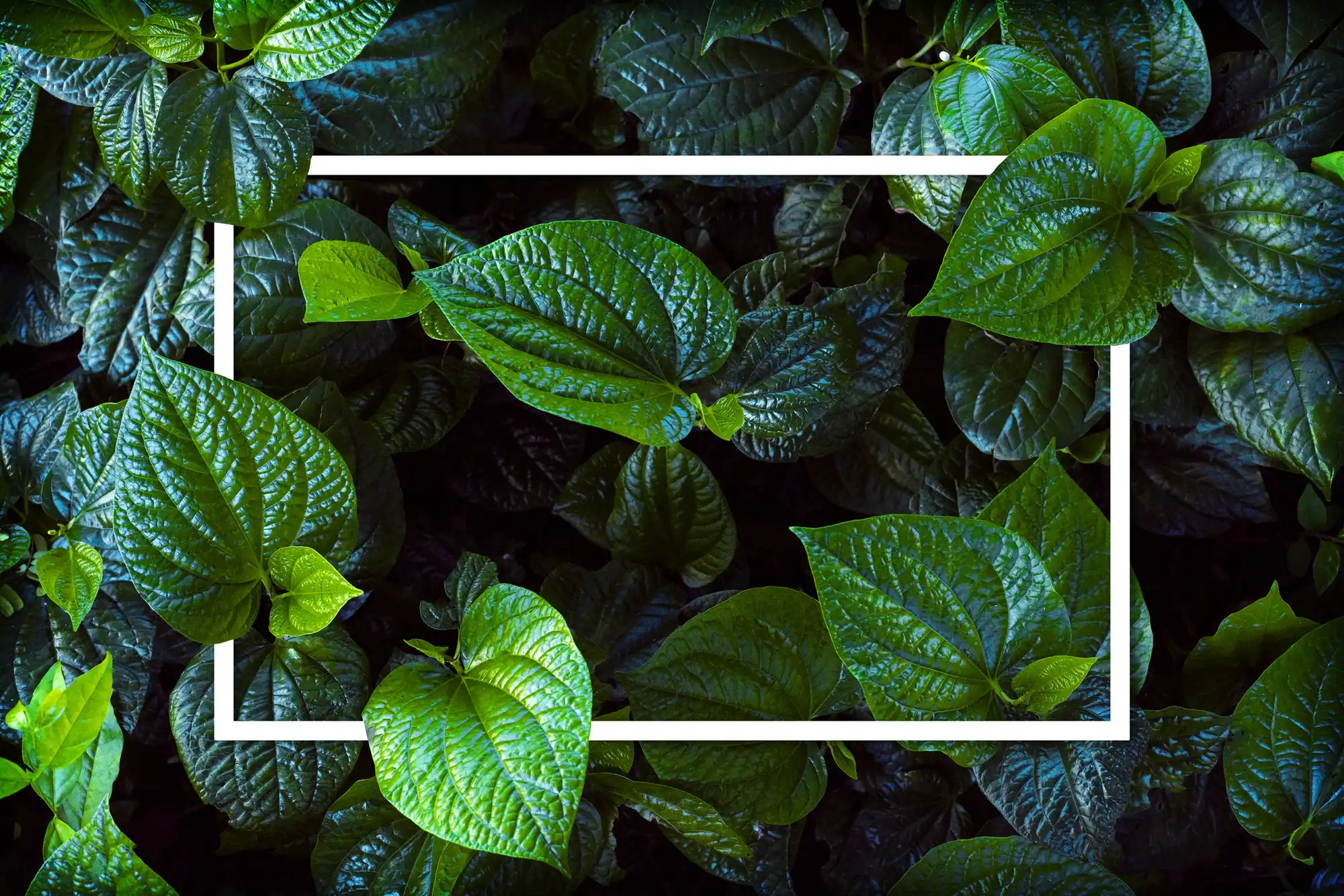 Affordable Stump Grinding